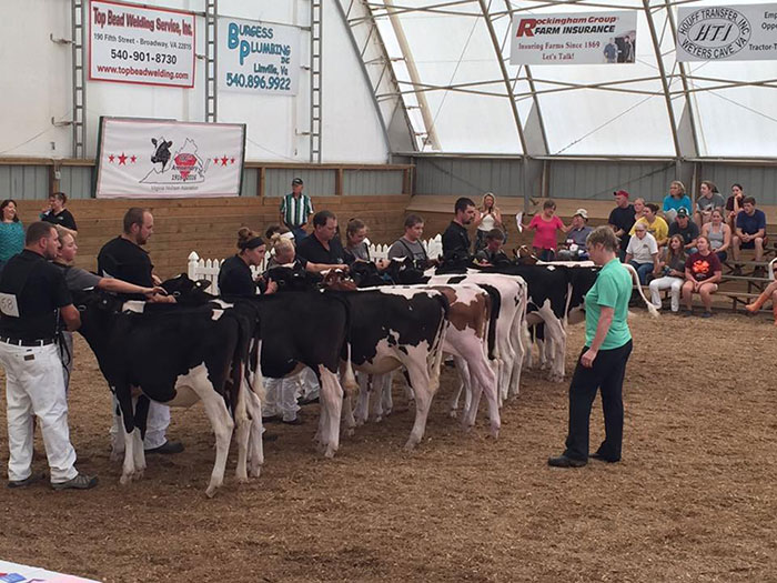 Judge Knowlton judging a class of heifers