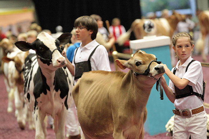 Junior exhibitors come from across North America to compete in the Youth Showmanship Contest on Thursday night of World Dairy Expo