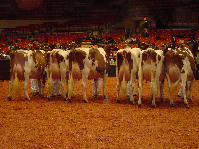 A class of Red and Whites stand in the final line up in 2003